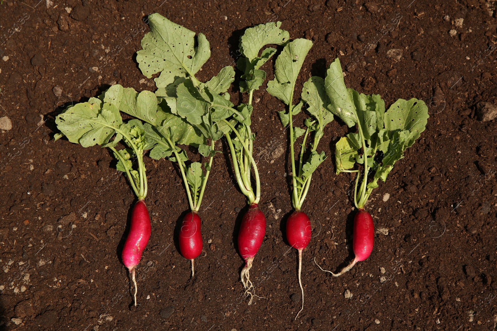 Photo of Ripe freshly harvested radishes on soil, top view