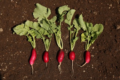 Ripe freshly harvested radishes on soil, top view