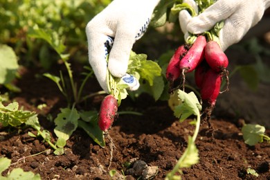 Farmer harvesting ripe radishes in garden, closeup