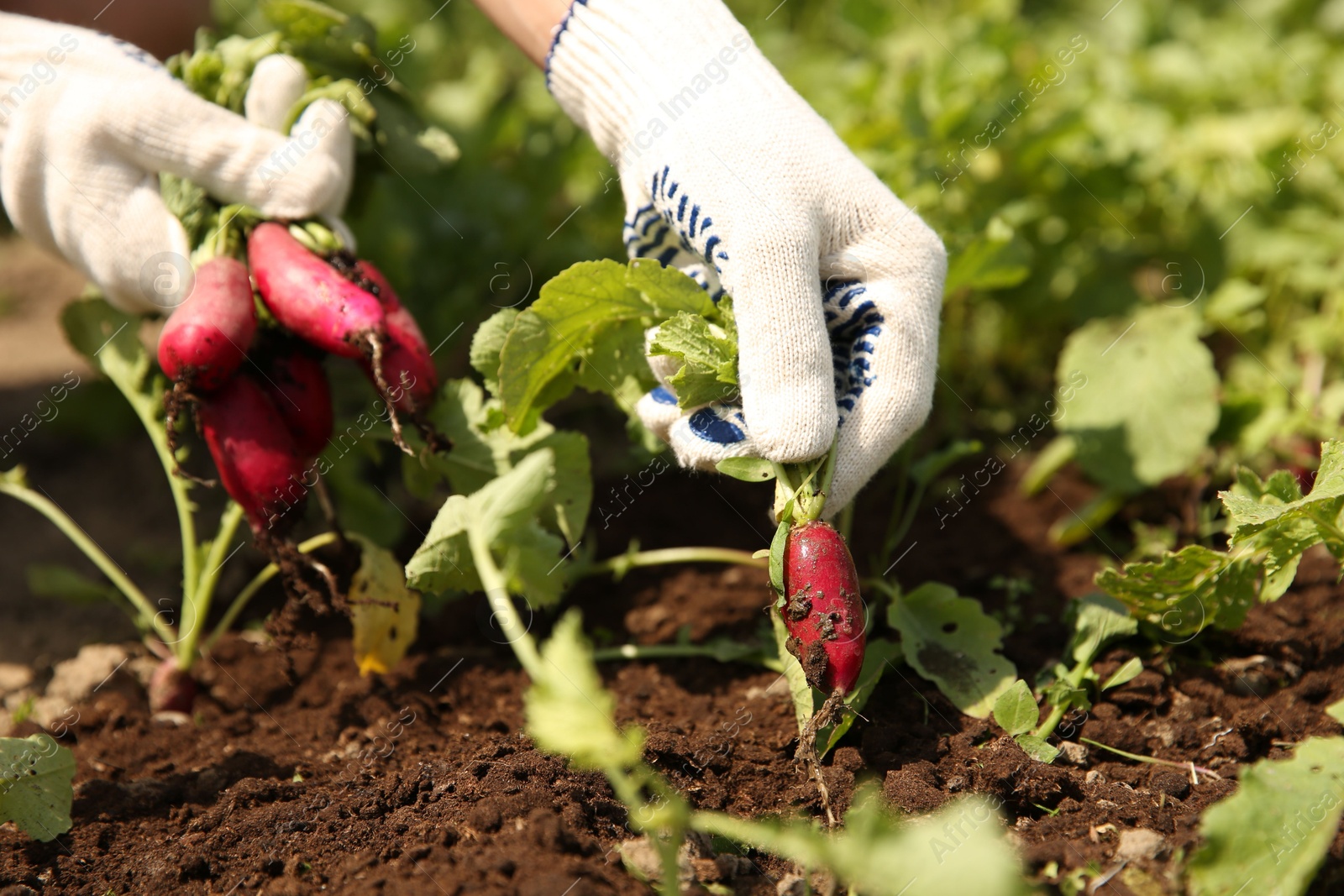 Photo of Farmer harvesting ripe radishes in garden, closeup