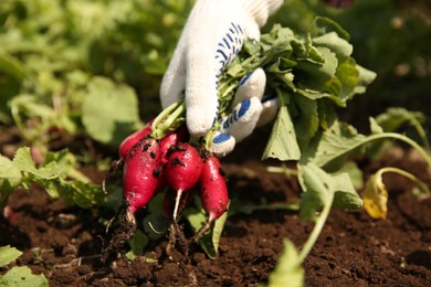 Photo of Farmer harvesting ripe radishes in garden, closeup