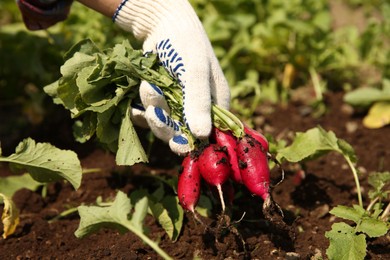 Farmer harvesting ripe radishes in garden, closeup