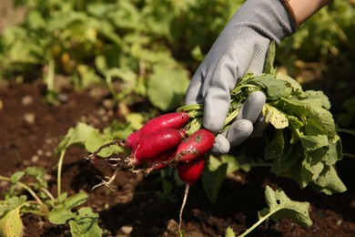 Photo of Farmer harvesting ripe radishes in garden, closeup