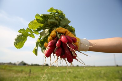 Farmer holding bunch of freshly harvested radishes in field, closeup