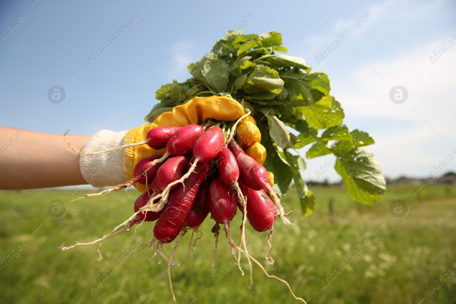 Photo of Farmer holding bunch of freshly harvested radishes in field, closeup