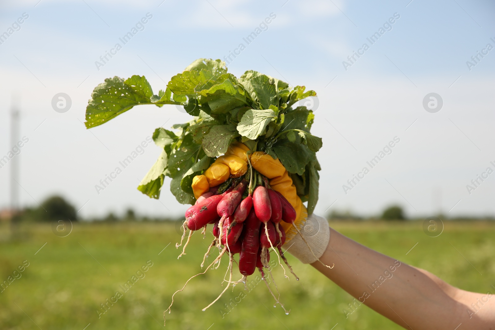 Photo of Farmer holding bunch of freshly harvested radishes in field, closeup