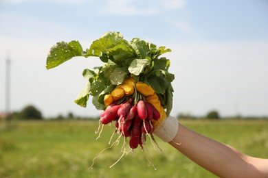 Photo of Farmer holding bunch of freshly harvested radishes in field, closeup