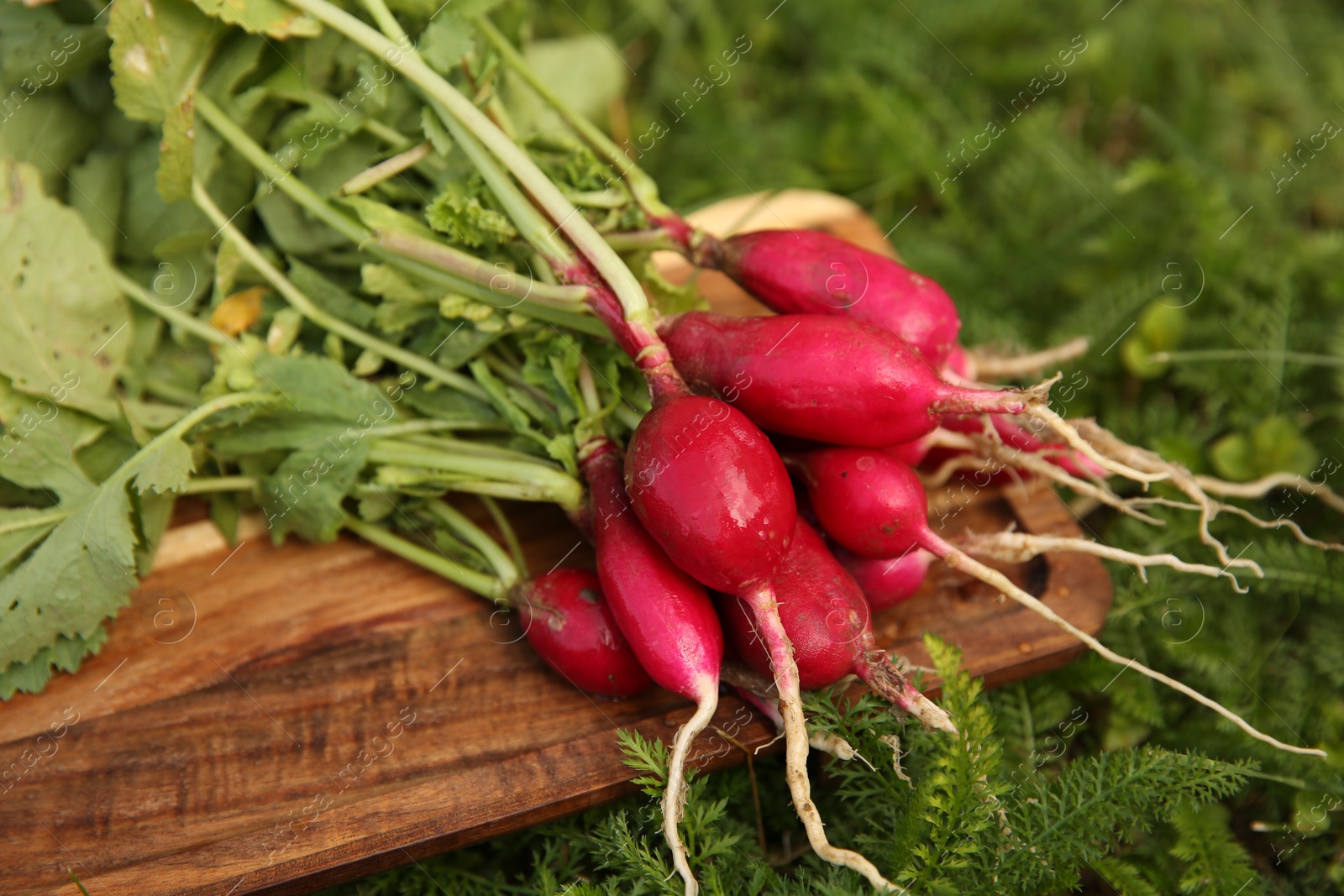 Photo of Bunch of freshly harvested radishes on green grass, closeup