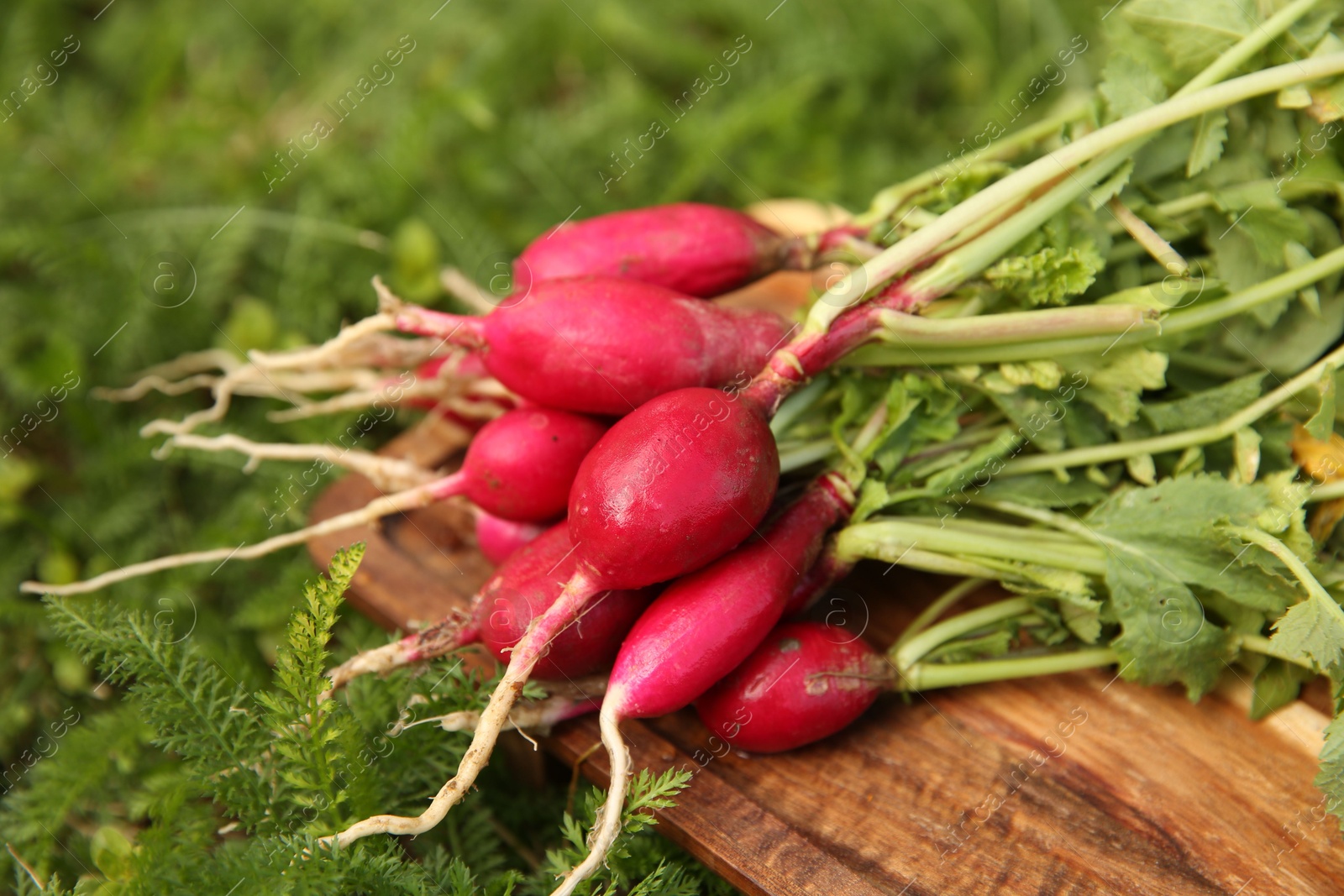 Photo of Bunch of freshly harvested radishes on green grass, closeup