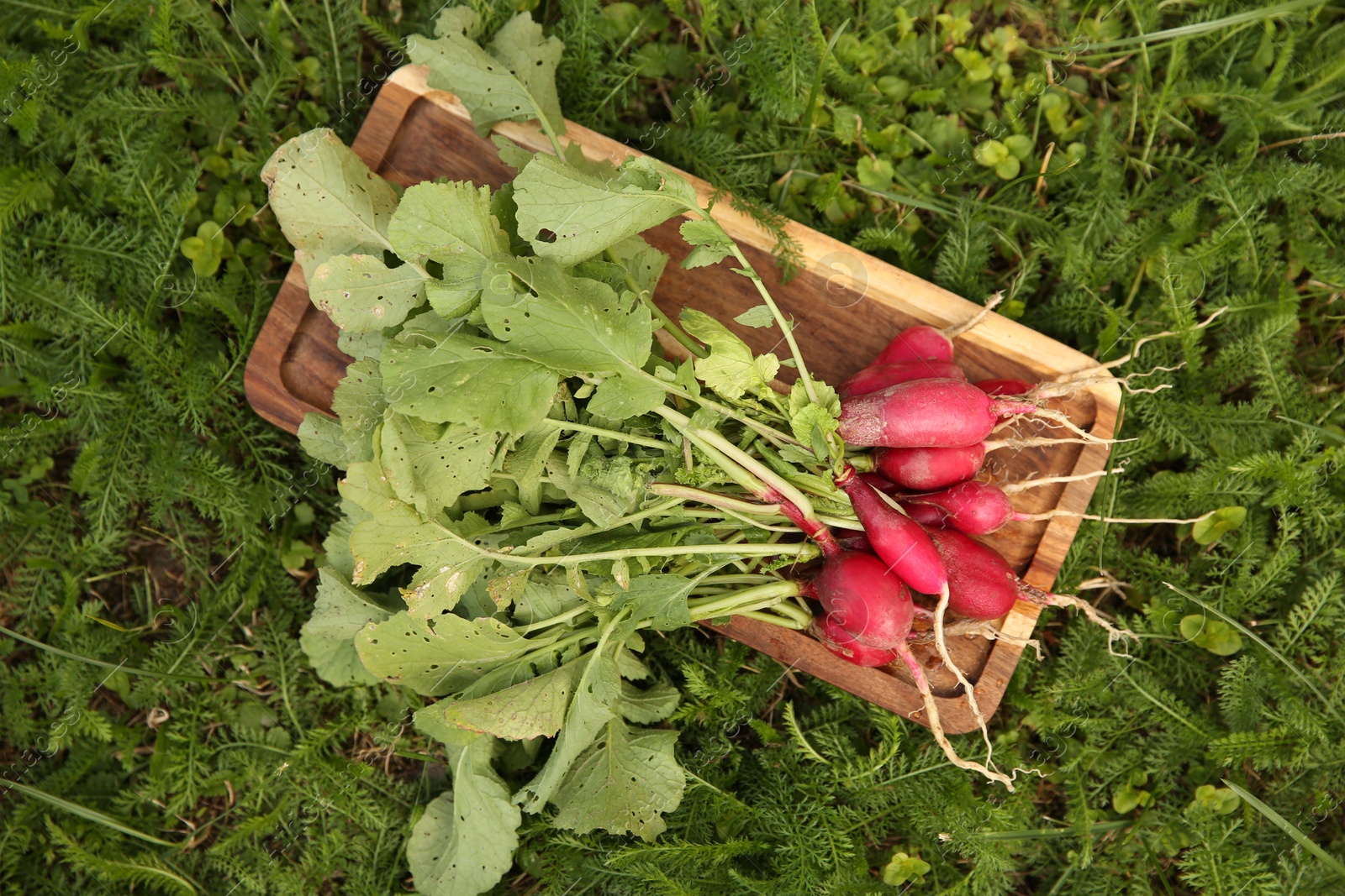 Photo of Bunch of freshly harvested radishes on green grass, top view