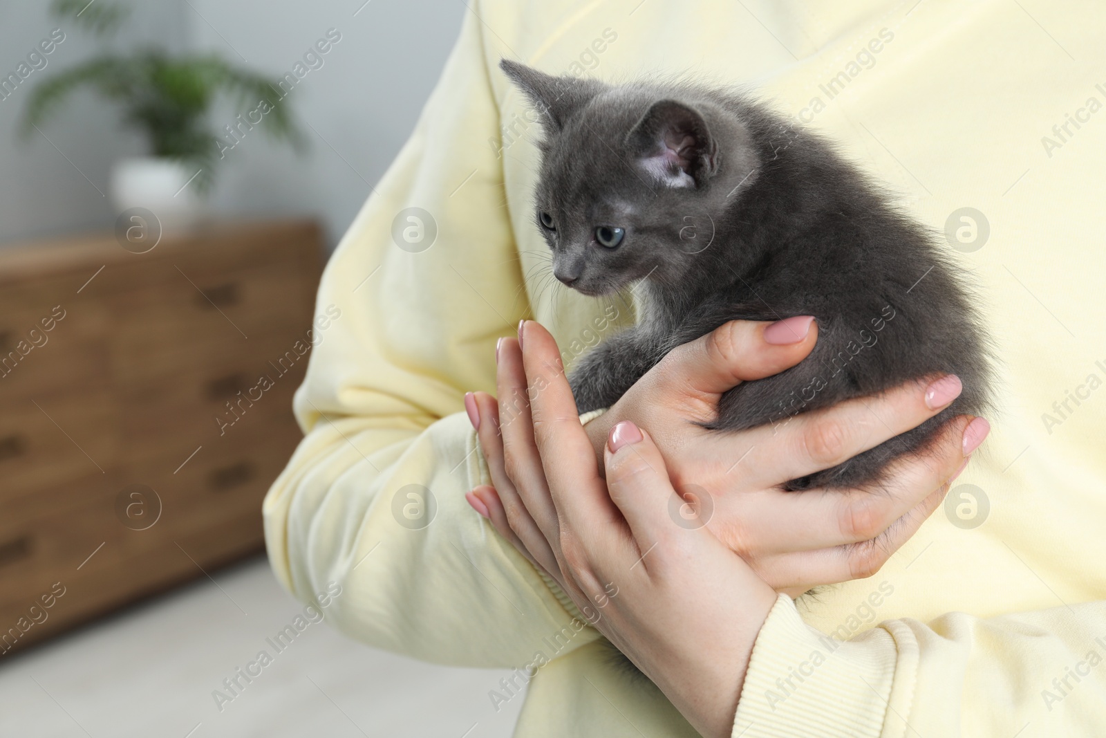 Photo of Woman with cute fluffy kitten at home, closeup