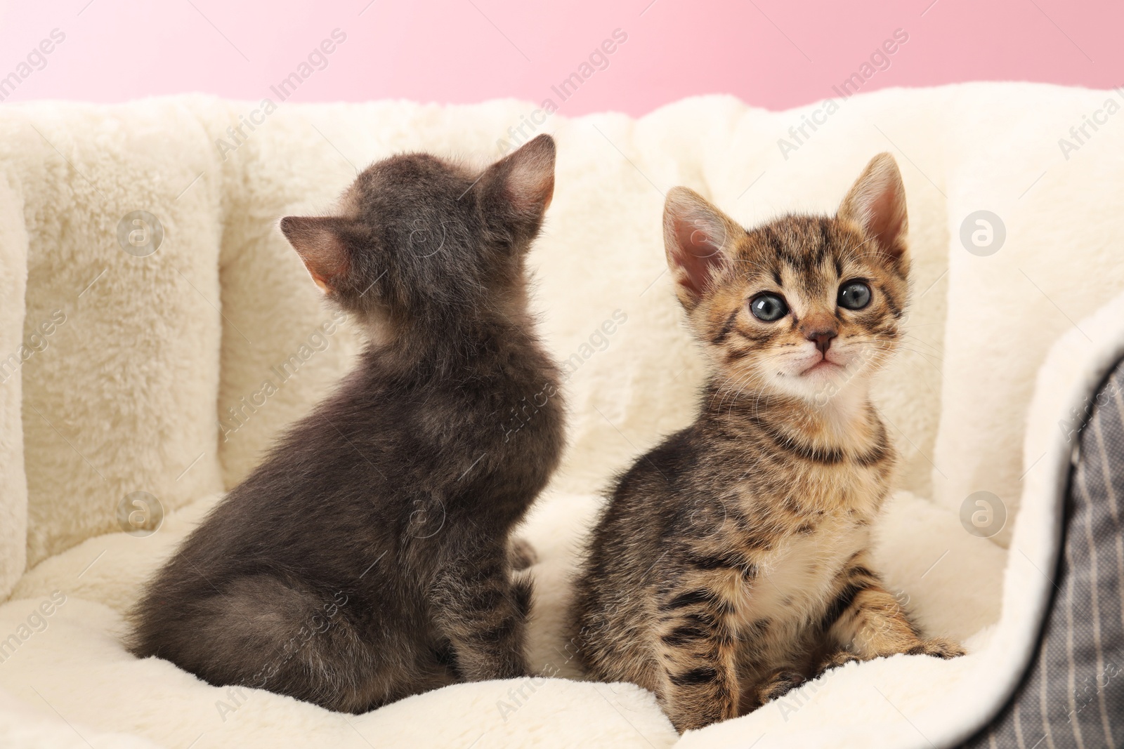 Photo of Cute fluffy kittens on pet bed. Baby animals