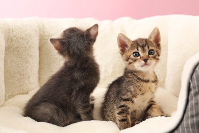 Photo of Cute fluffy kittens on pet bed. Baby animals