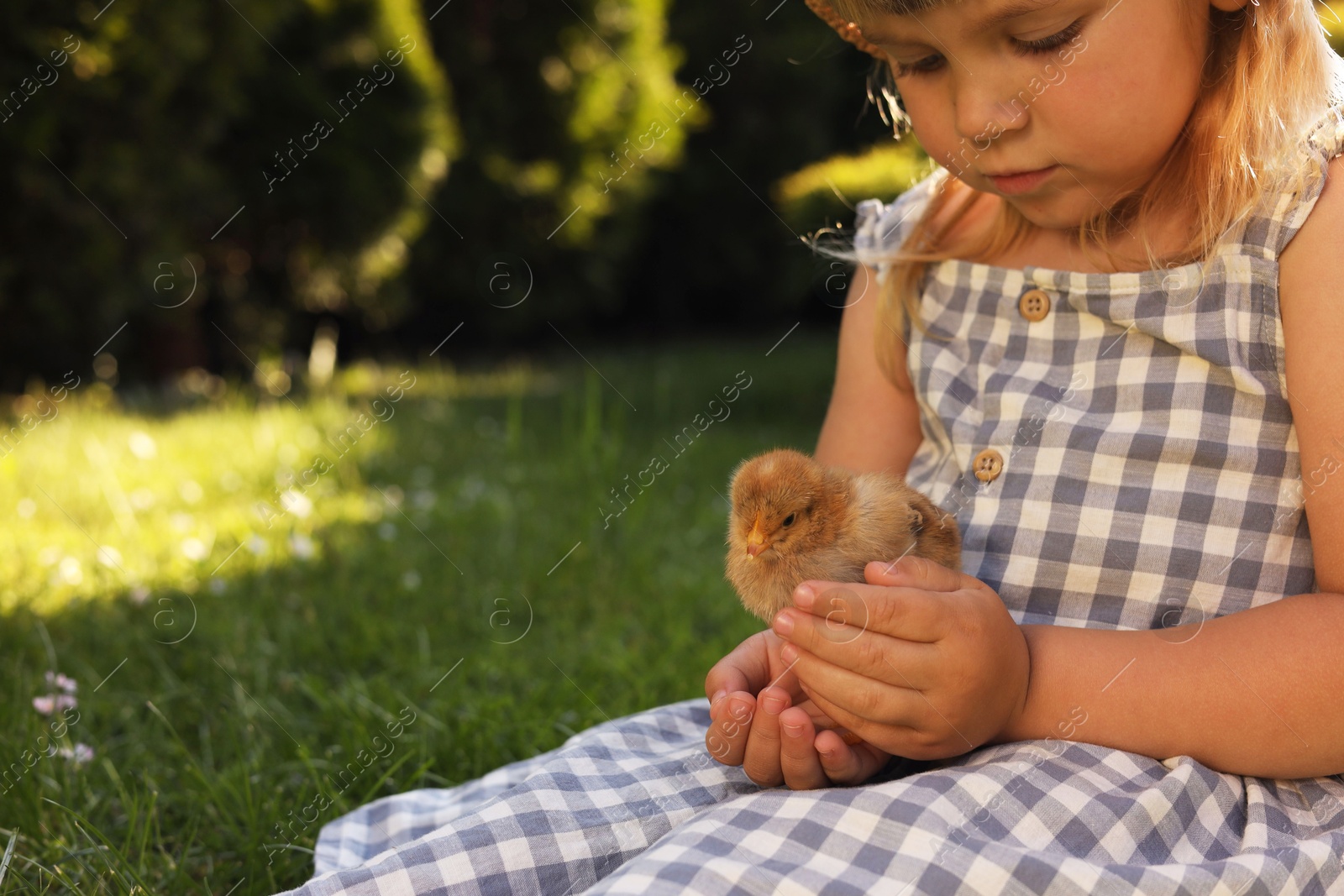 Photo of Little girl with cute chick outdoors, closeup. Baby animal