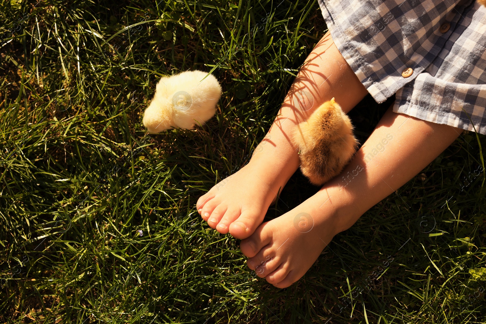 Photo of Little girl with cute chicks on green grass outdoors, top view