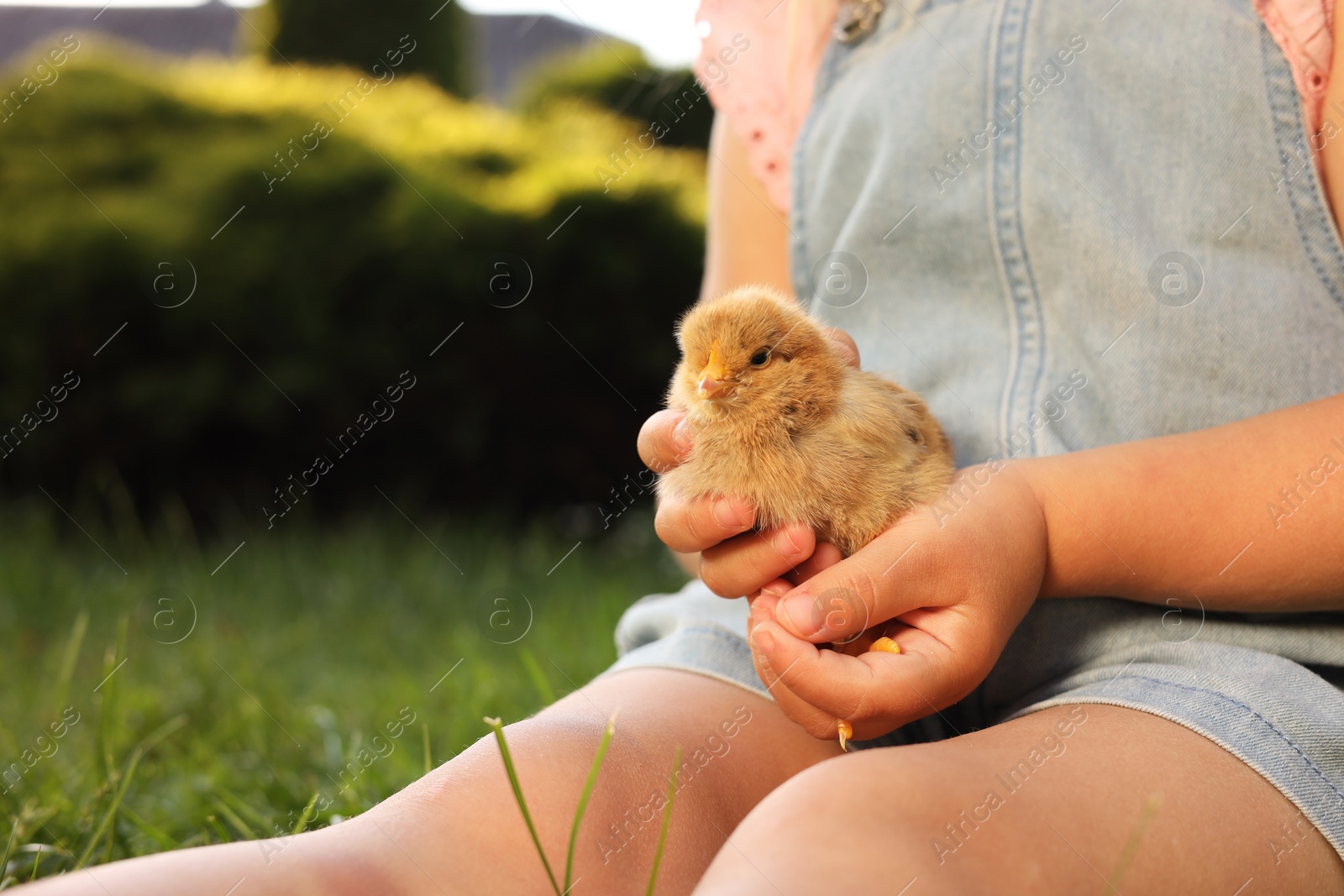 Photo of Little girl with cute chick outdoors, closeup. Baby animal