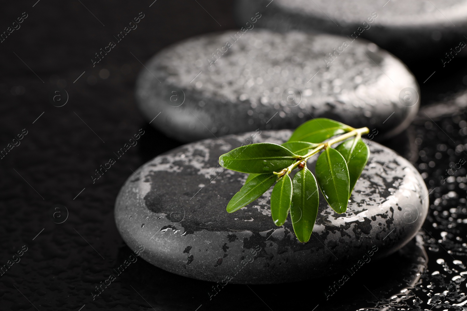 Photo of Wet spa stones and green branch in water on black background, closeup