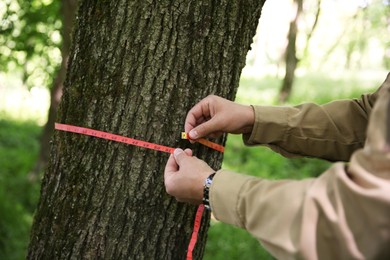 Forester measuring tree trunk with tape in forest, closeup