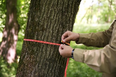 Photo of Forester measuring tree trunk with tape in forest, closeup