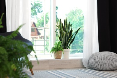 Sofa, green houseplants, pouffe and elegant curtains in room. Interior design