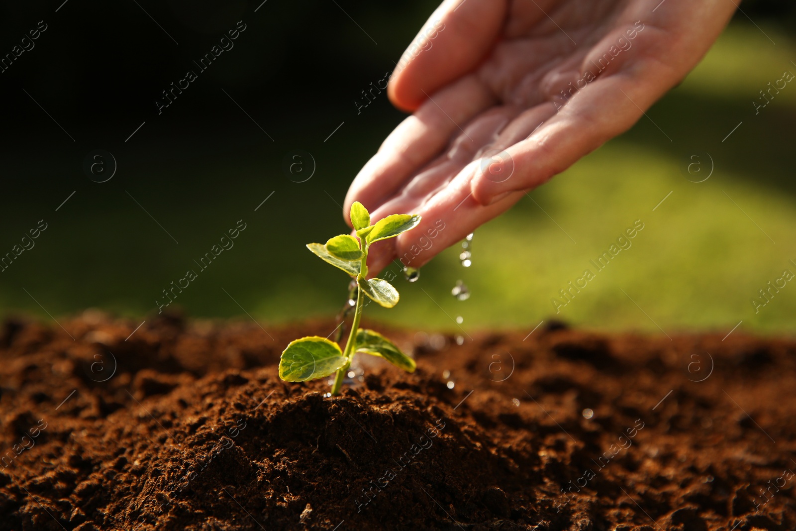 Photo of Woman watering young seedling outdoors on sunny day, closeup