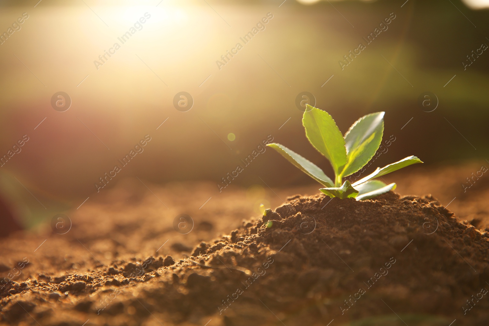 Photo of Young seedling growing in soil outdoors on sunny day, closeup. Space for text