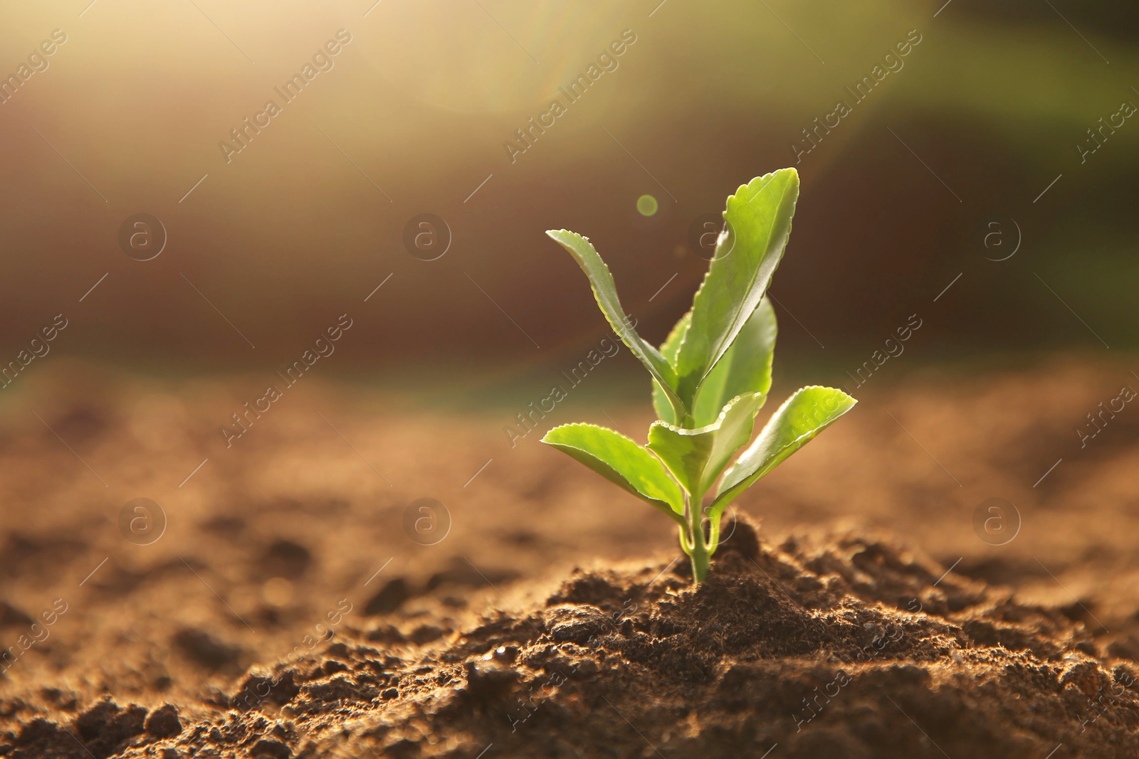 Photo of Young seedling growing in soil outdoors on sunny day, closeup. Space for text