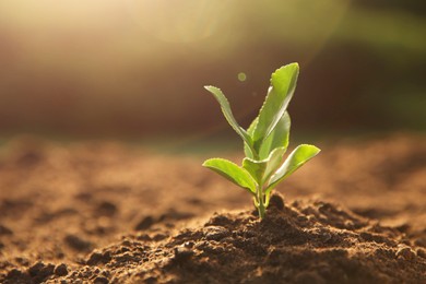 Photo of Young seedling growing in soil outdoors on sunny day, closeup. Space for text