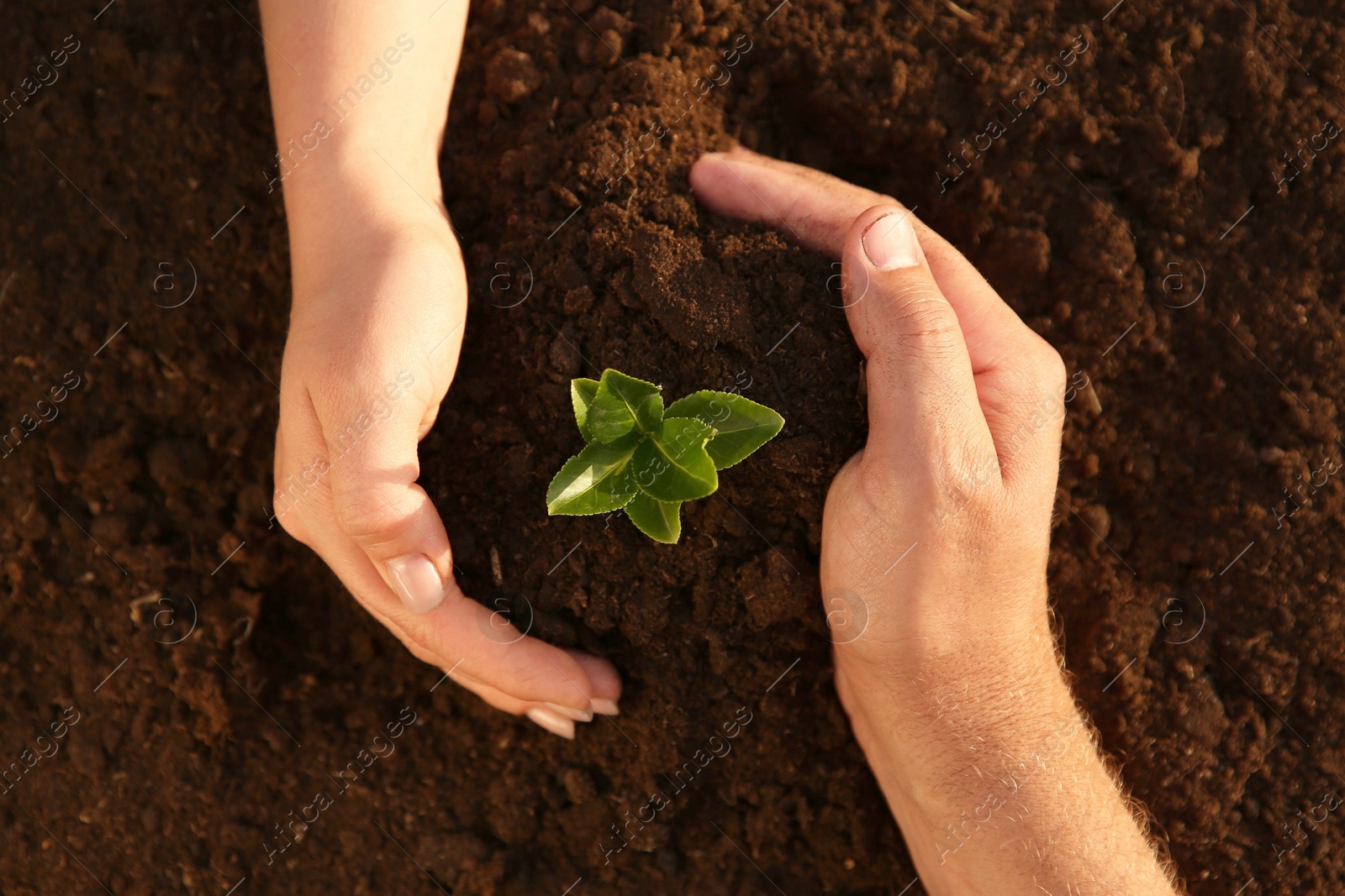 Photo of Couple protecting young seedling in soil, top view