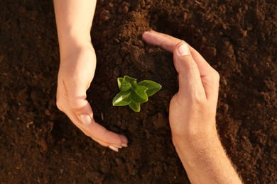 Couple protecting young seedling in soil, top view