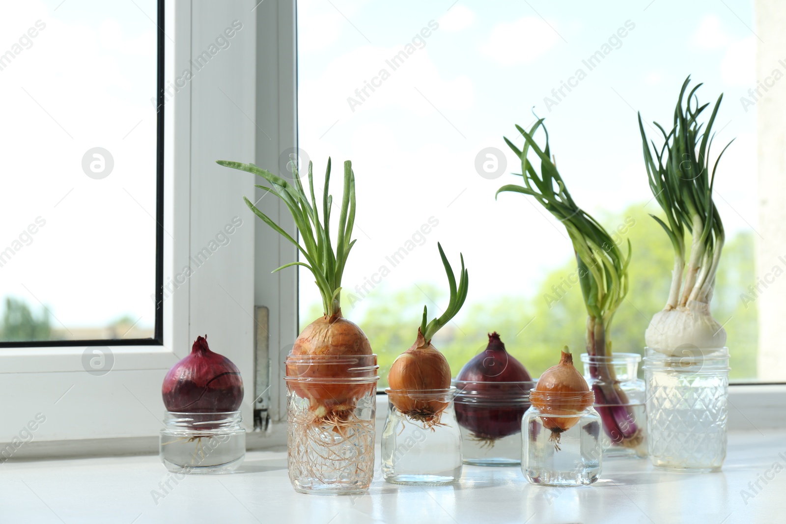 Photo of Many sprouted onions in glasses with water on window sill