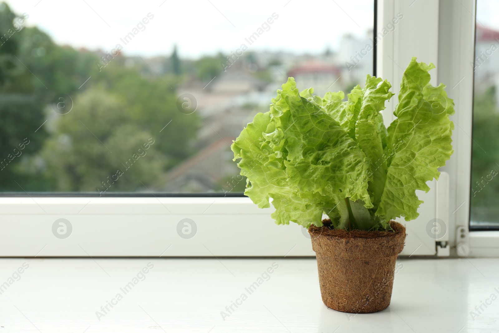 Photo of Lettuce growing in pot on window sill. Space for text