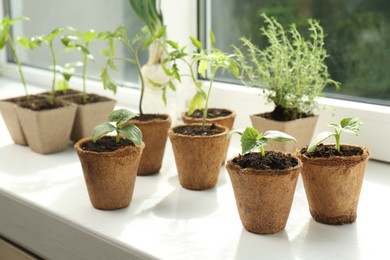 Photo of Many different seedlings growing in pots on window sill
