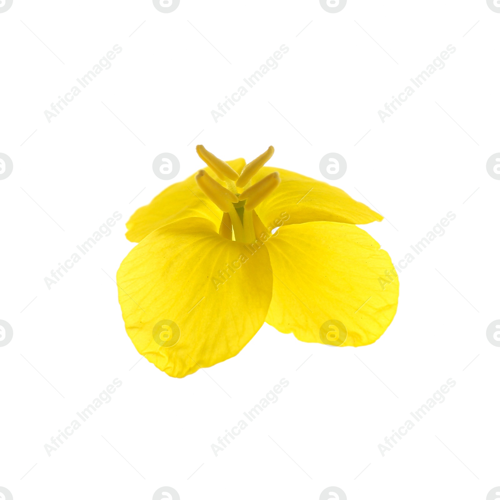 Photo of Beautiful yellow rapeseed flower isolated on white