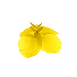 Photo of Beautiful yellow rapeseed flower isolated on white