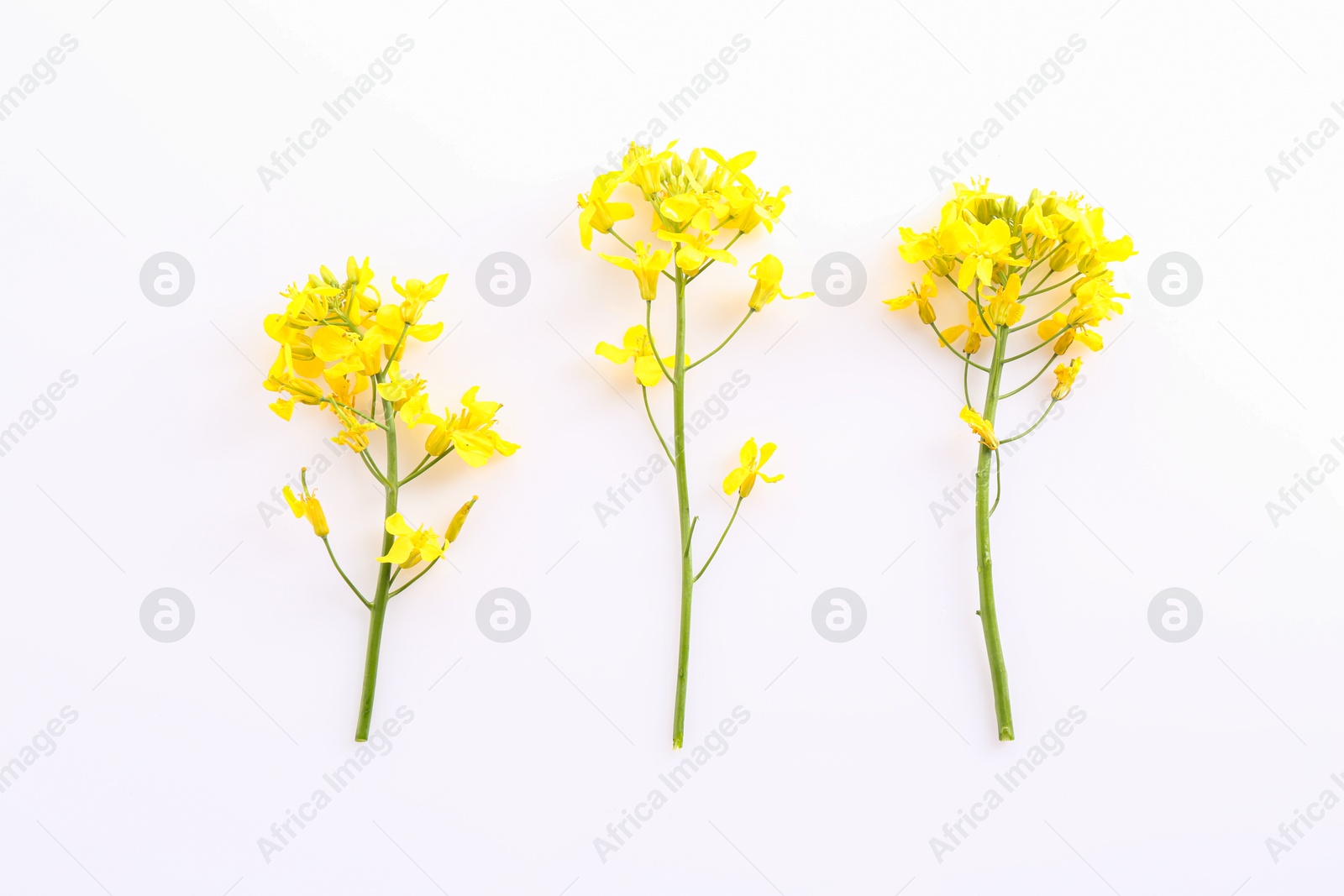 Photo of Beautiful yellow rapeseed flowers on white background, flat lay