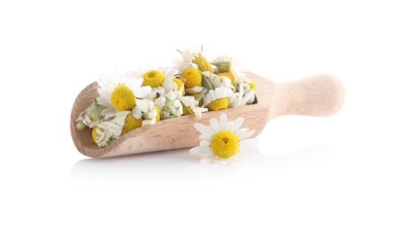 Dry and fresh chamomile flowers in wooden scoop isolated on white