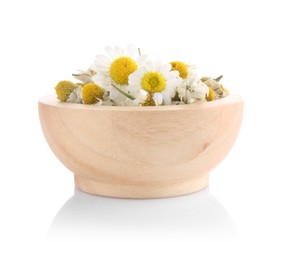 Fresh and dry chamomile flowers in wooden bowl isolated on white