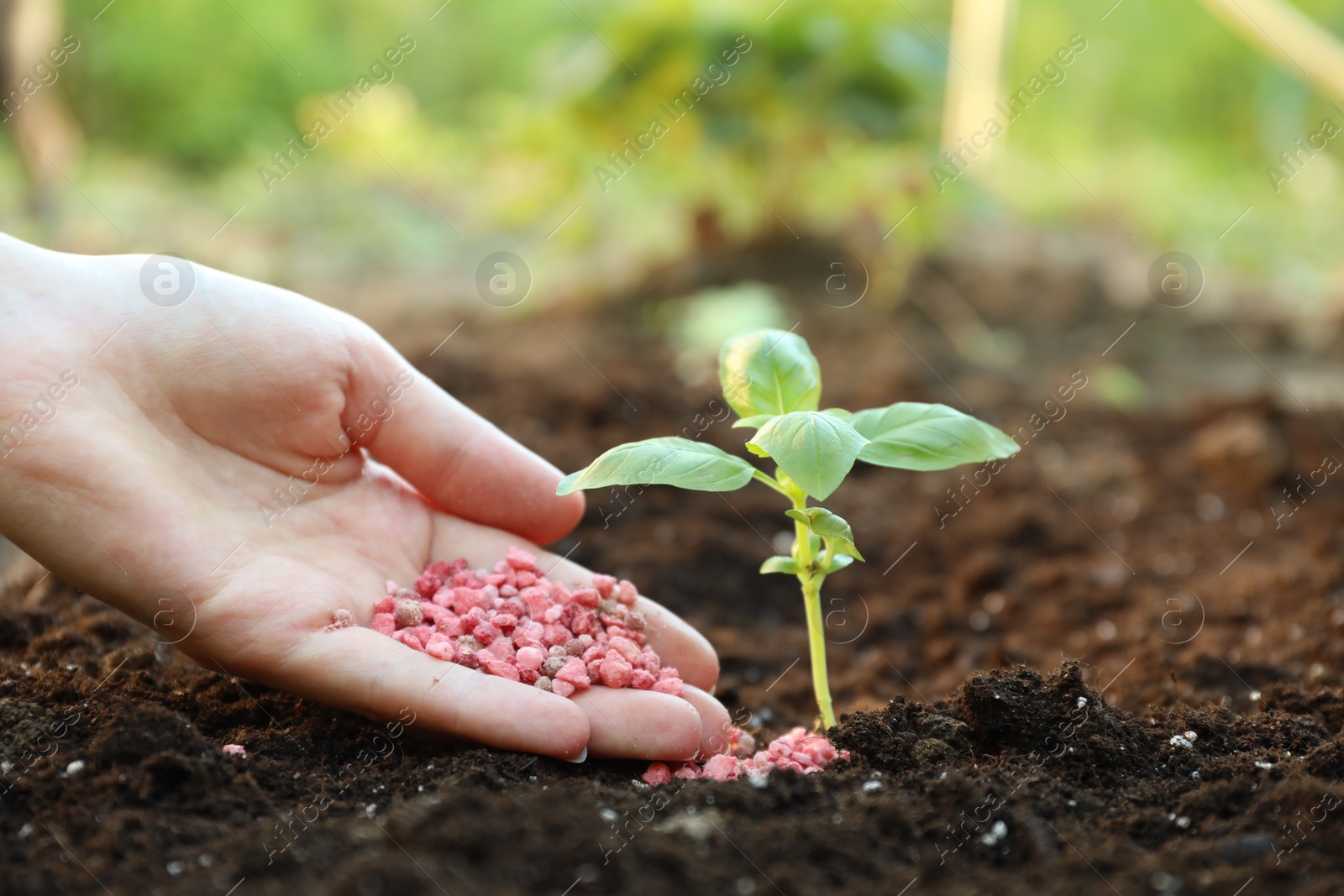 Photo of Woman putting fertilizer onto soil under plant outdoors, closeup