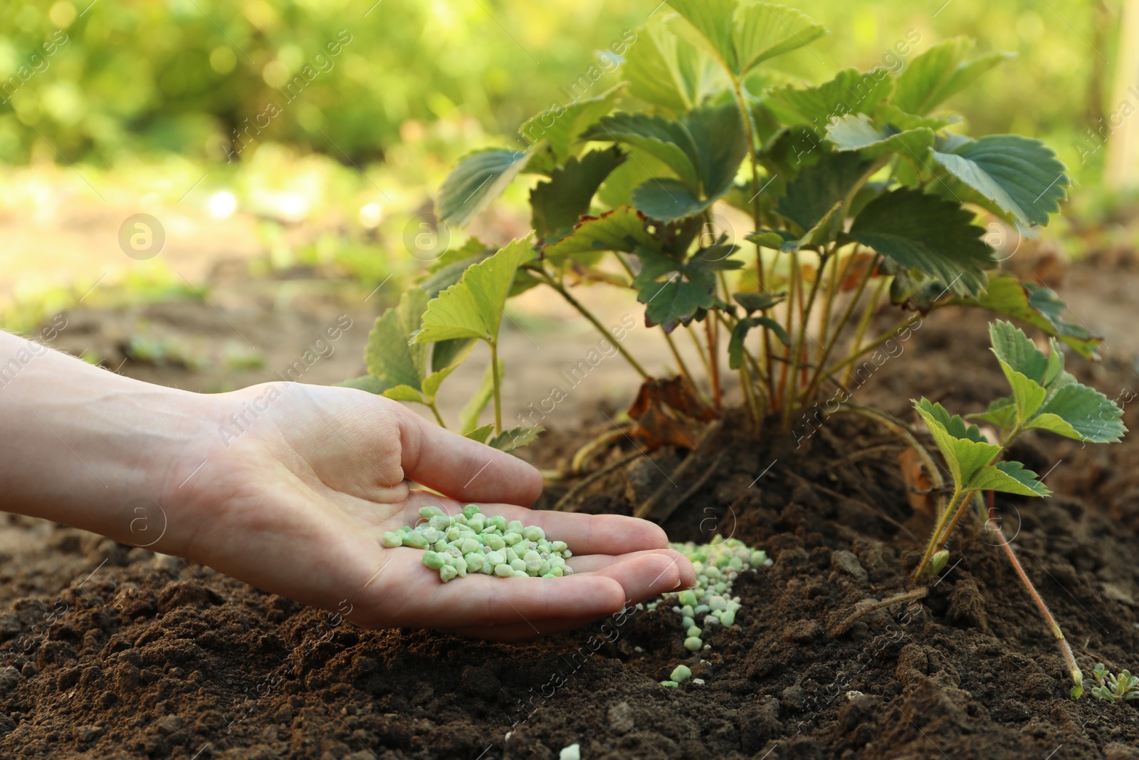 Photo of Woman putting fertilizer onto soil under plant outdoors, closeup