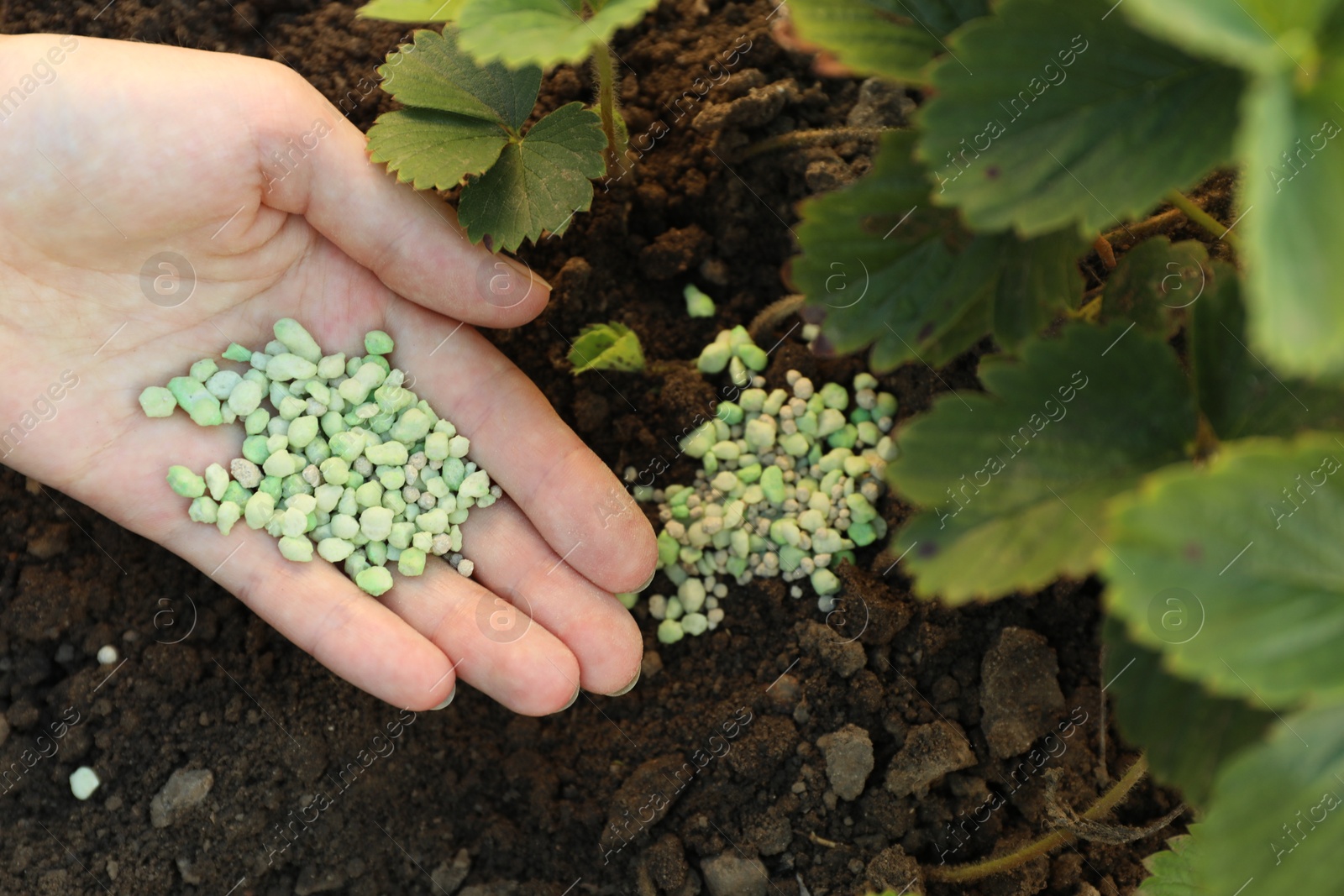 Photo of Woman putting fertilizer onto soil under plant outdoors, top view