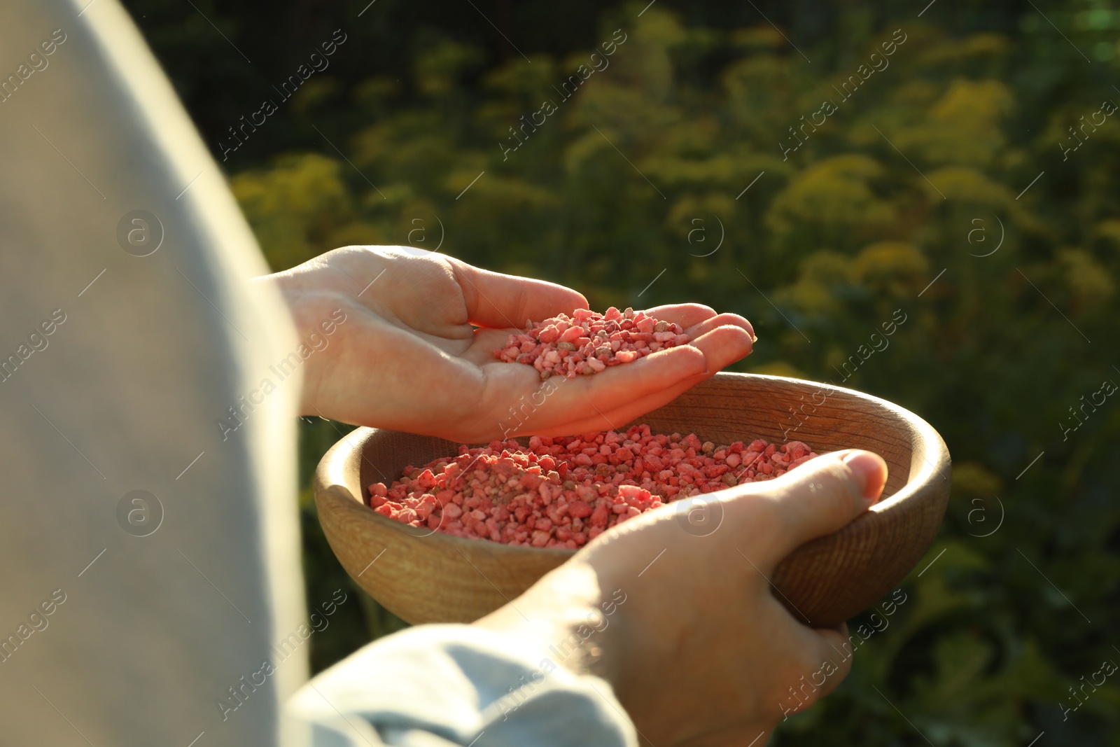 Photo of Woman holding plant fertilizer in bowl outdoors, closeup