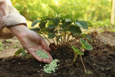 Woman putting fertilizer onto soil under plant outdoors, closeup