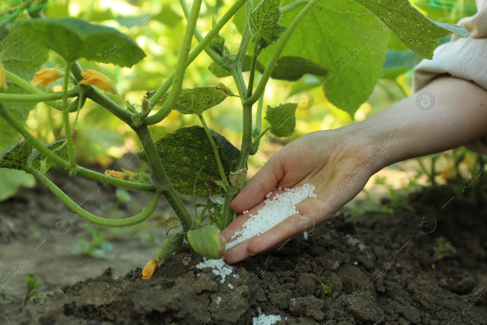 Photo of Woman putting fertilizer onto soil under plant outdoors, closeup