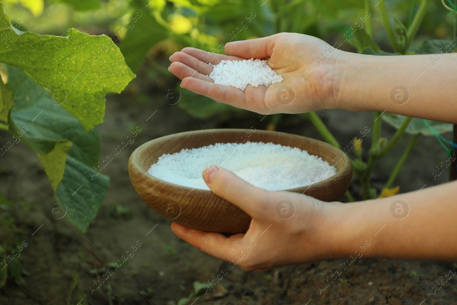 Photo of Woman holding plant fertilizer in bowl outdoors, closeup