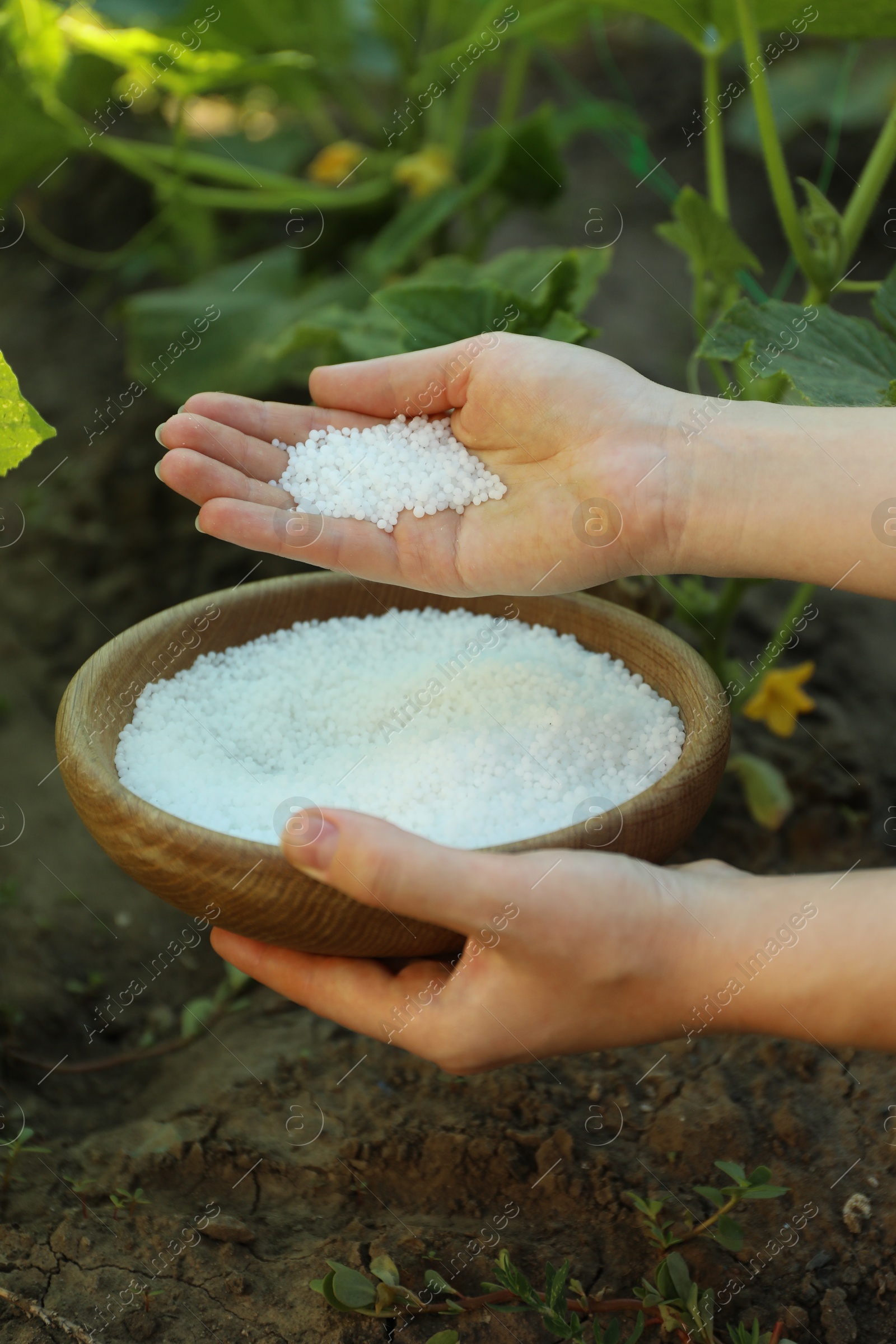 Photo of Woman holding plant fertilizer in bowl outdoors, closeup