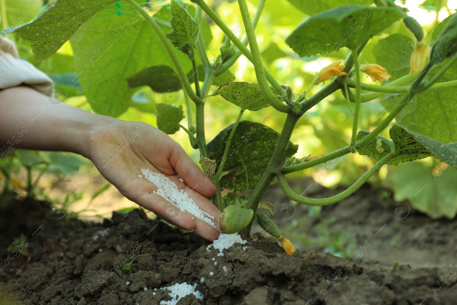 Photo of Woman putting fertilizer onto soil under plant outdoors, closeup