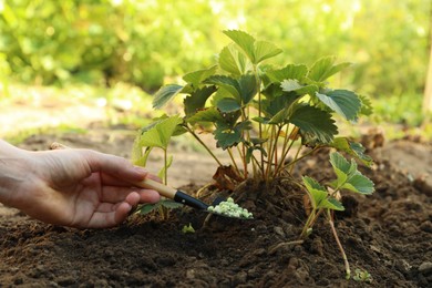 Photo of Woman putting fertilizer onto soil under plant outdoors, closeup