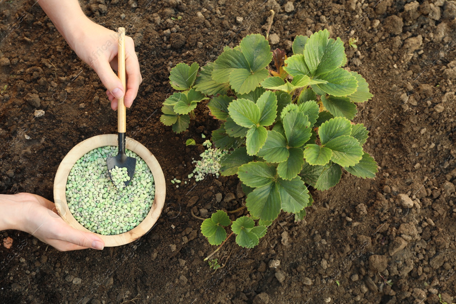 Photo of Woman putting fertilizer onto soil under plant outdoors, closeup