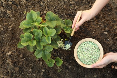 Woman putting fertilizer onto soil under plant outdoors, closeup